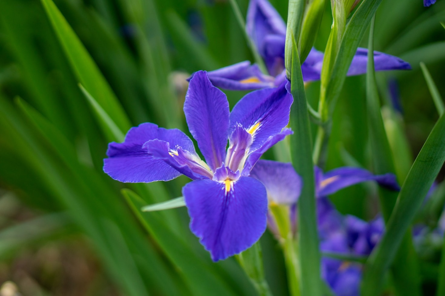 Pourquoi choisir un photographe professionnel pour vos événements